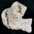 Fossil Coral Colony (Thecosmilia) - Jurassic #9660-1
